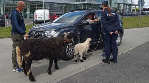 Bydgoszcz (Kujawsko-Pomorskie). "Nie bądź baran" - akcja bydgoskiej policji