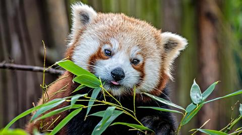 Panda czerwona na nagraniu ilustracyjnym
