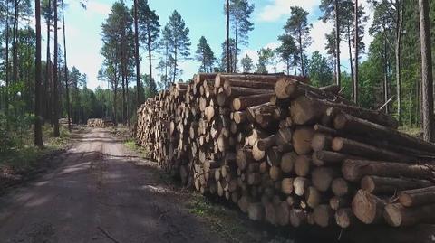 Logging in Białowieża forest