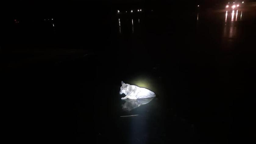 Suczka utknęła na Jeziorze Ślesińskim. Pomogli strażacy (wideo bez dźwięku)