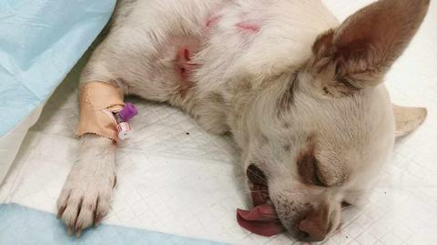 Atak na psa, z którym spacerowała 11-letnia dziewczynka 