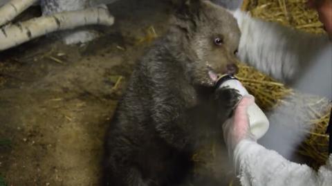 Zbierają pieniądze na mleko dla małej niedźwiedzicy