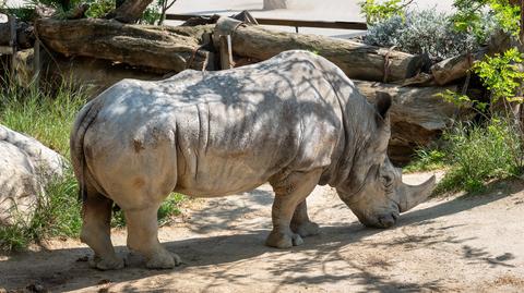 Dyrektor warszawskiego zoo o odcinaniu rogów nosorożcom