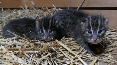 Młode taraje przyszły na świat w toruńskim ogrodzie zoobotanicznym