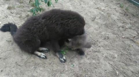 Zabawa psa z niedźwiedziem