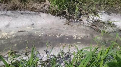 Kawałki frytek i cuchnący szlam płynęły potokiem Klikowskim w Tarnowie
