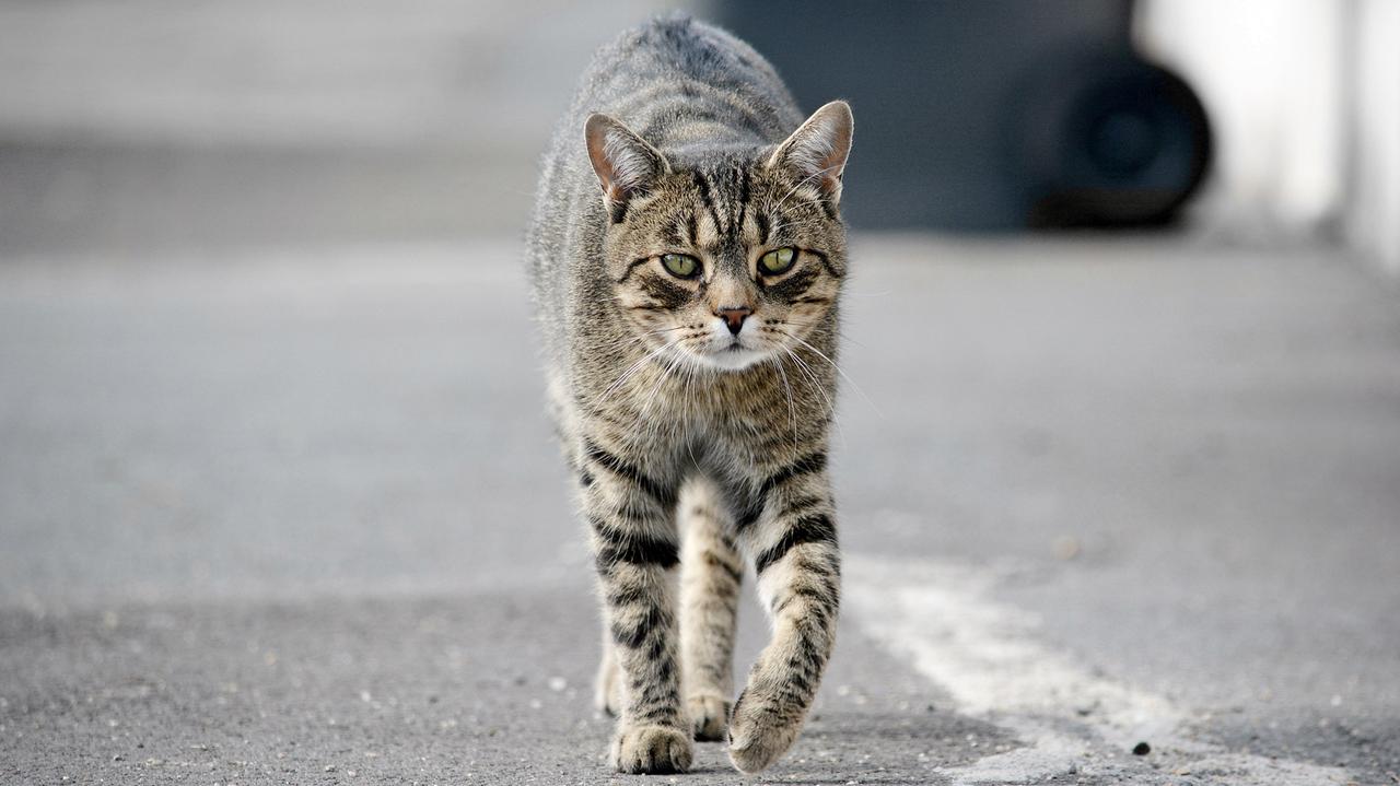 10-latek wezwał 112. "Chcąc udzielić pomocy, szedł za dźwiękiem"
