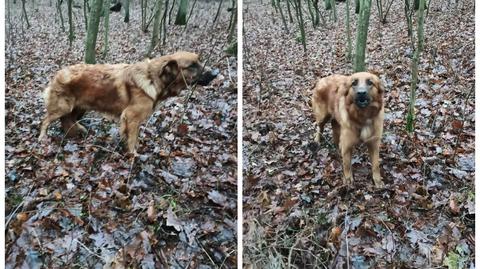 Gródek. Pies był przywiązany do drzewa w lesie (materiał z 29.12.2022)