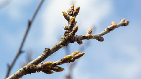 Prognozowana temperatura na najbliższe dni