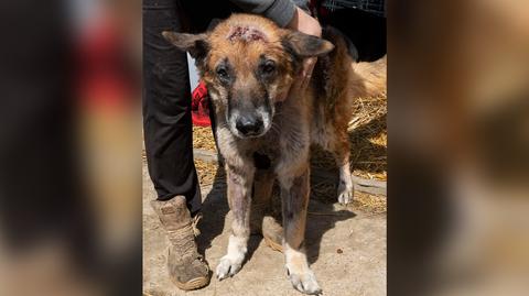 Skatowany pies został znaleziony na ulicy Boguszowa-Gorc. Trafił pod opiekę fundacji