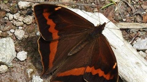 Wpadli na trop nowego gatunku motyla dzięki zdjęciu w Internecie