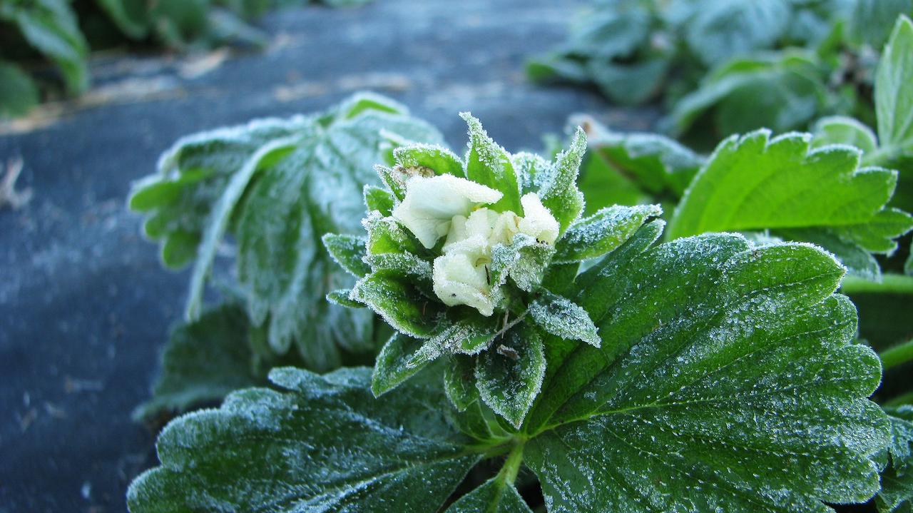 Ostrzeżenia IMGW. W tych województwach będzie lodowato