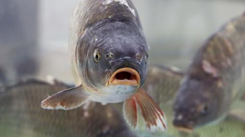 Obrońcy praw zwierząt chcą zakazu sprzedaży żywych ryb. Sejmowa większość ma być "za"