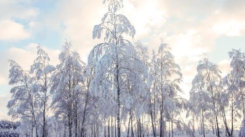 Prognozowana temperatura w kolejnych dniach