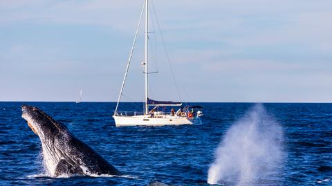 U wybrzeży północnego Cypru znaleziono martwe wieloryby 