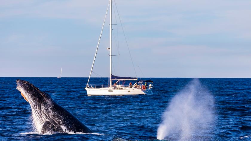 U wybrzeży północnego Cypru znaleziono wieloryby 