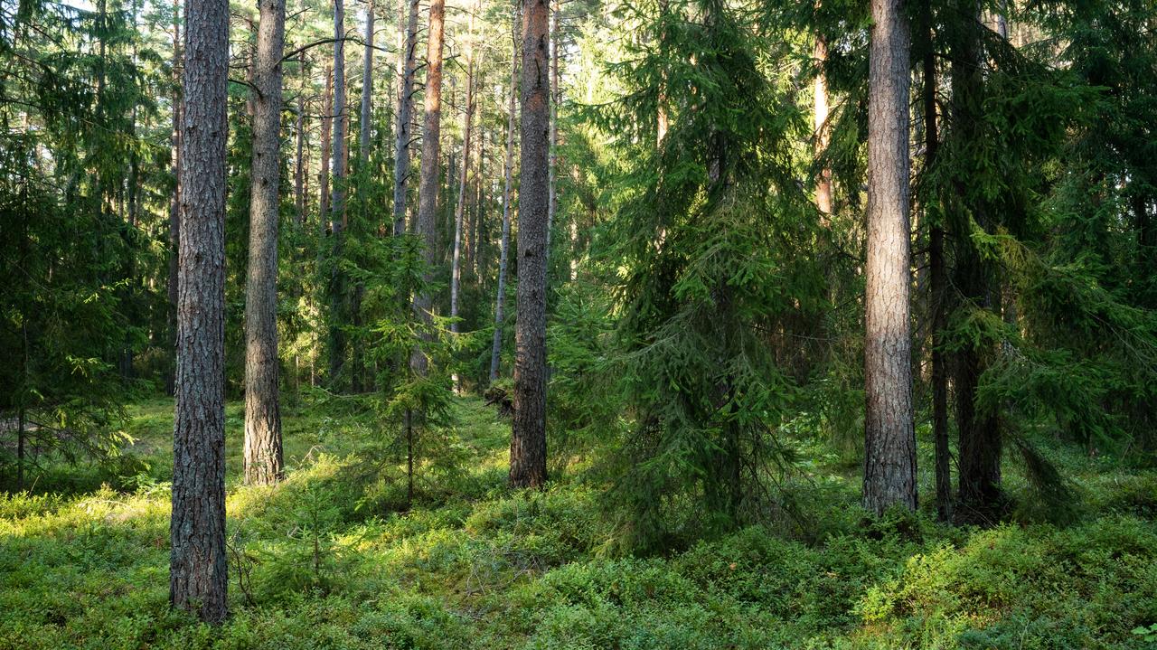 Las, drzewo, a pod nim mężczyzna z raną szyi. Poszło o kobietę