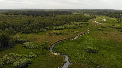 Przygotowali specjalną ustawę, by chronić Puszczę Białowieską. "89 procent Polaków jest za ochroną" (13.02.2024)