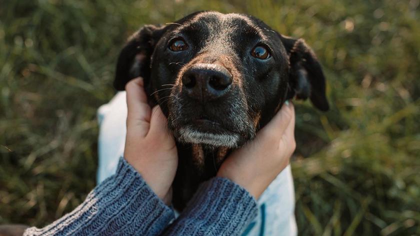 Zdjęcia psa Cudi wykonane przez fotografkę z USA