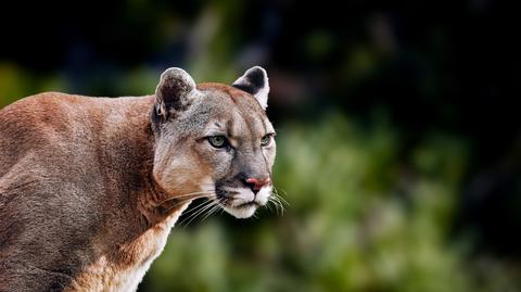 Puma wdarła się do szkoły w Kalifornii