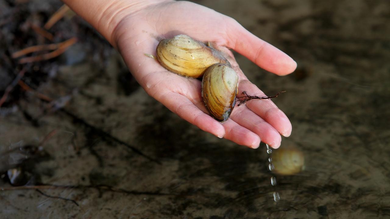 Najczulszy sprzęt pomiarowy. Jak przyroda mówi nam, co jest nie tak