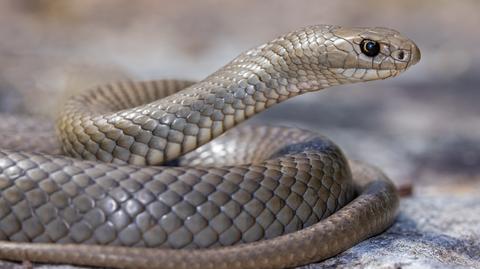 Węża znaleziono w terrarium w piwnicy bloku