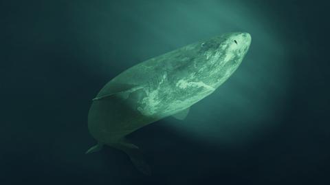 Naukowcy natrafili na ogromny żłobek rekinów (Marine Institute, INFOMAR, EMFF)