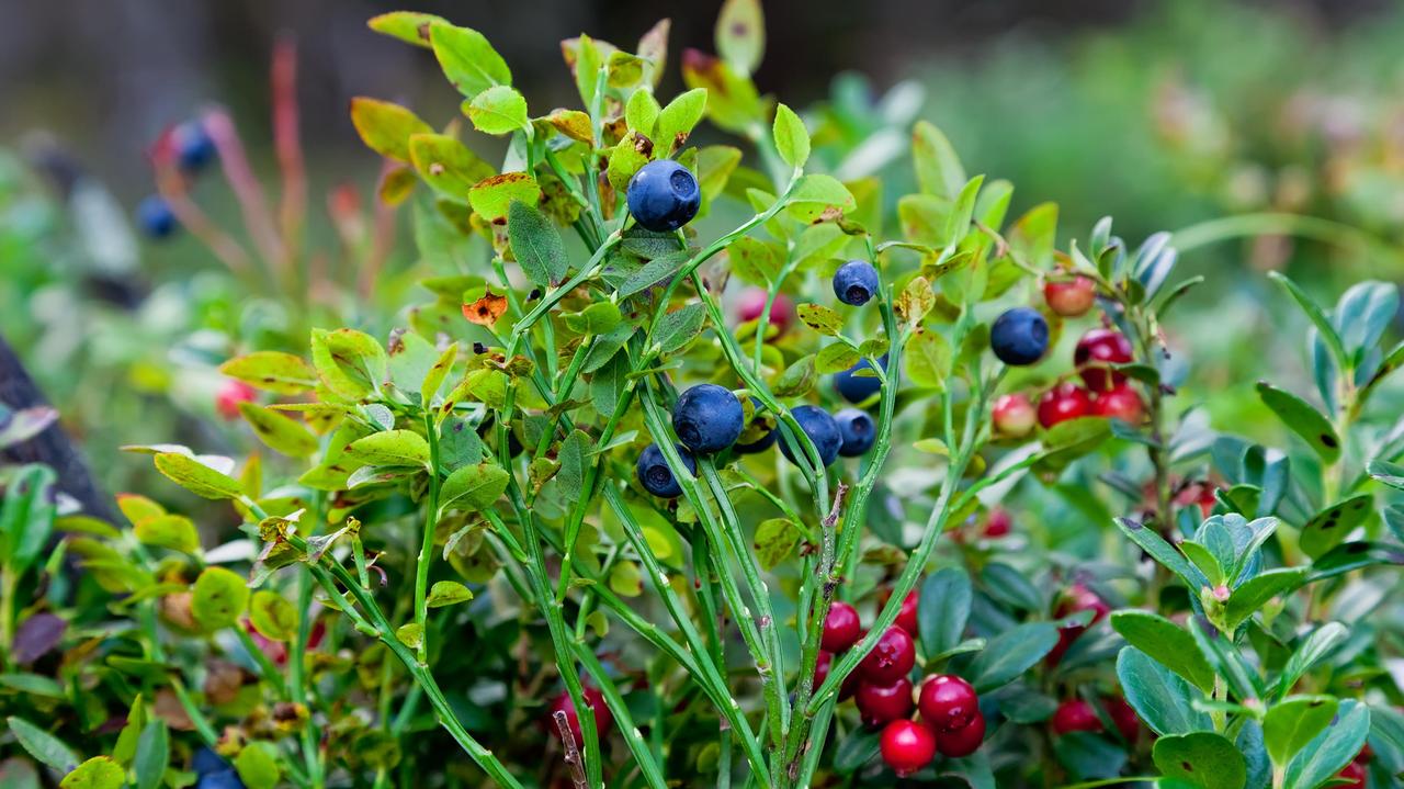 Doctors warn: eating wild berries and drinking stream water risks serious summer illness