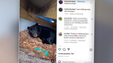 Niedźwiedź czarny zamieszkuje lasy Ameryki Północnej