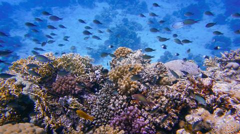 Trwa obumieranie Wielkiej Rafy Koralowej