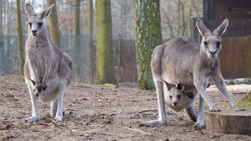 Poznań, Nowe Zoo: Pierwsze skoki małego kangura