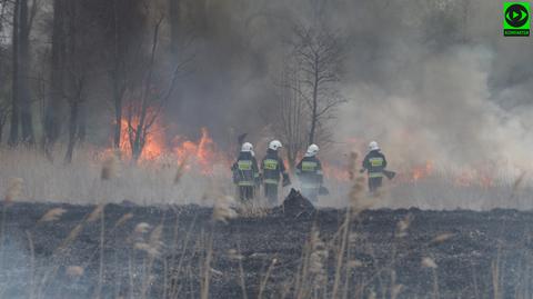 Płonie kilkanaście hektarów nieużytków