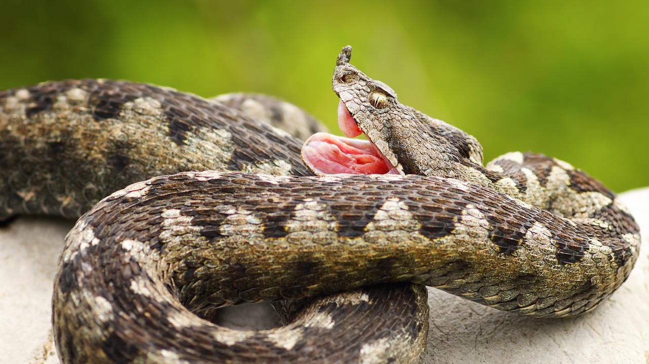 Ataki jadowitych węży coraz częstsze w Chorwacji. 