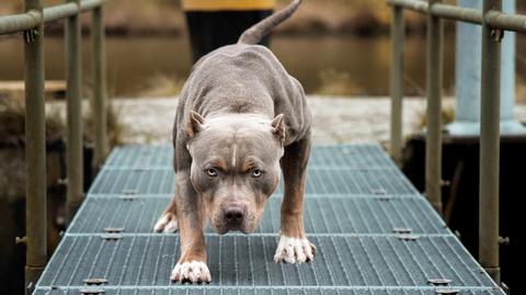 Pitbulterier 