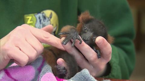 Mały lemur z poznańskiego zoo