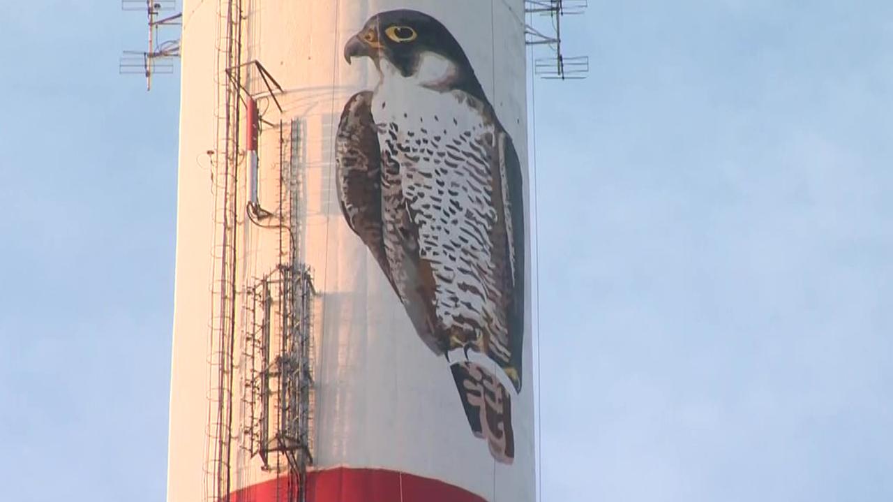 Ogromny mural sokoła wędrownego na kominie w Toruniu. Malarze musieli wykorzystać techniki alpinistyczne 