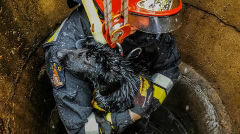 Strażacy uratowali psa 