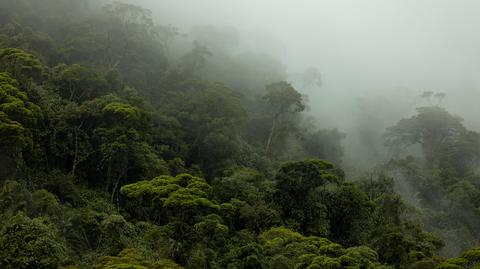 Amazonia na zdjęciach archiwalnych