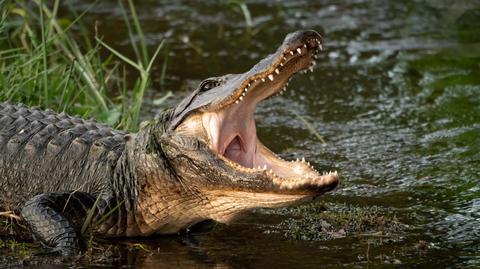 Aligator pływał w przydomowym basenie