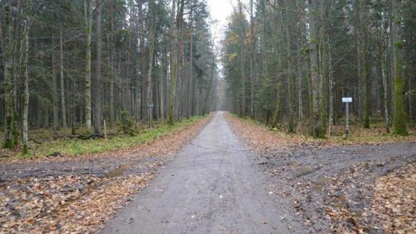Tusk: zmiana na stanowisku szefa Lasów Państwowych