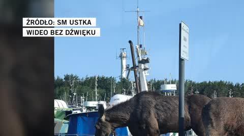 Para łosi spacerowała usteckim bulwarem. Strażnicy wyprowadzili je do lasu