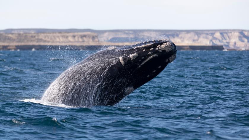 Wieloryb w Bałtyku, zaobserwowano go 70 kilometrów od Zatoki Gdańskiej