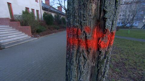 Poznań: mieszkańcy osiedla chcieli wycinki drzew przy kościele