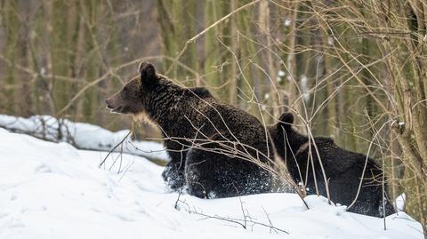 Leśniczy w trakcie drogi do pracy spotkał niedźwiedzia