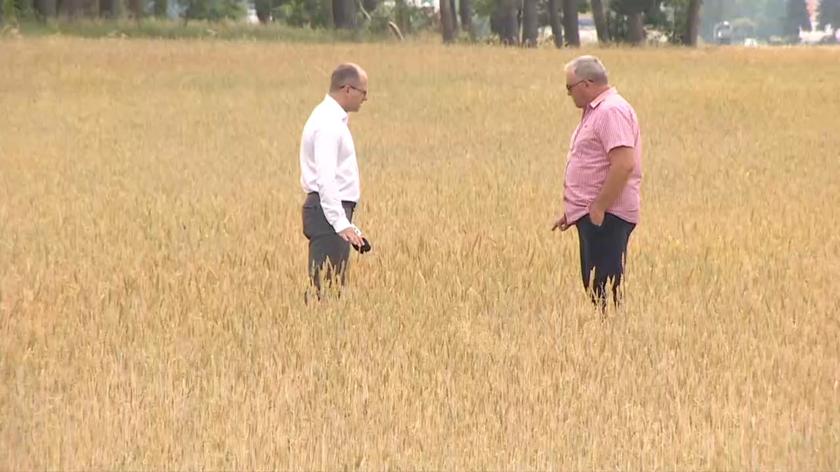 Rolnicy z województwa lubuskiego chcą ogłoszenia stanu suszy