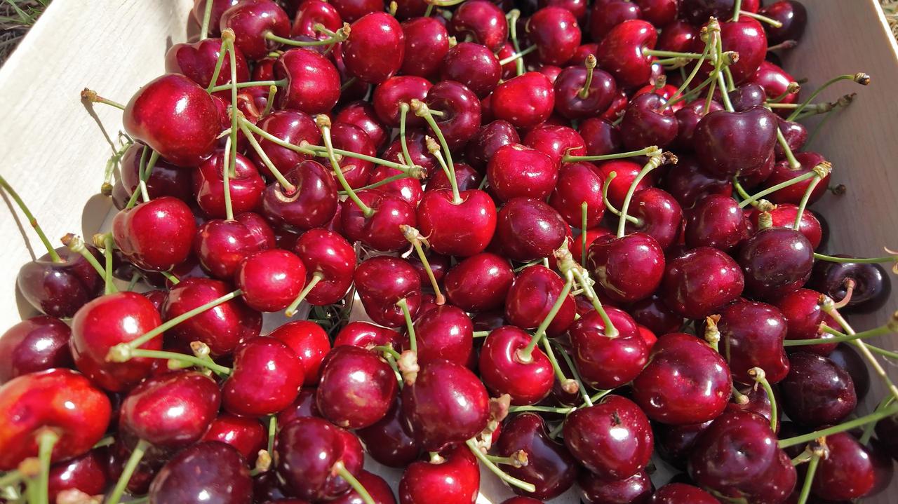Agriculture ministry to report suspected cherry price-fixing cartel to Polish competition watchdog