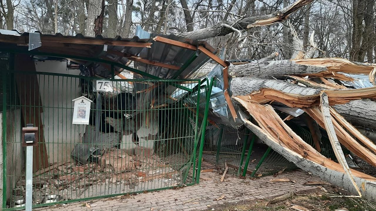 Toruń. Jedno drzewo spadło na psie kojce, drugie w pobliżu kociarni. Schronisko zniszczone przez wichurę