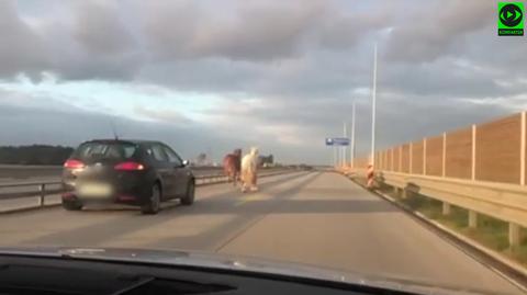 Konie na autostradzie