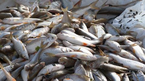 Śnięte ryby w stawie w Wielkopolsce (materiał z 18.09.2022)
