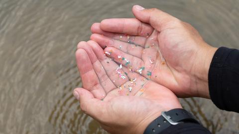 Kawałki plastiku w przewodach pokarmowych ryb